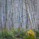 USA, Washington State, Seabeck. Panoramic of young alder grove. Art Print